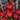 Azurro Red Gladiolus Blooms