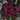 Burgundy Gladiolus Multiple Blooms