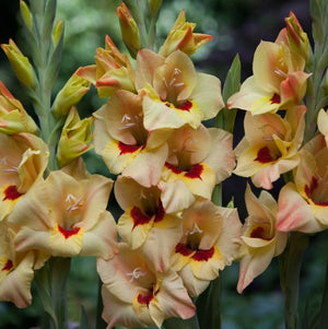 Creamy Yellow Bocelli Gladiolus 