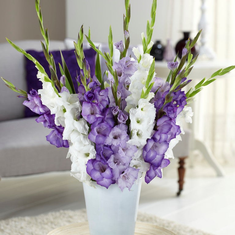 Gladiolus - Clear Skies Collection