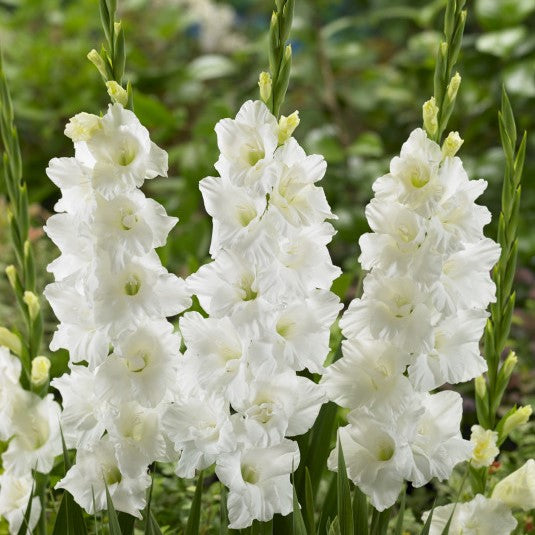 White Gladiolus Elmorada