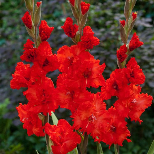 Orange-Red Gladiolus Fire Cracker