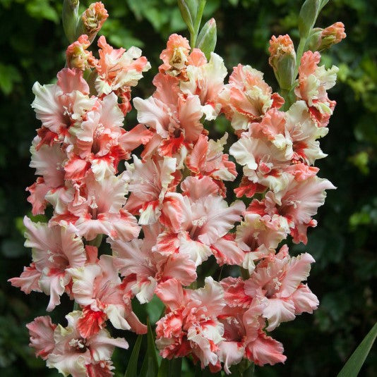 GladiolusFrizzle Butterfly