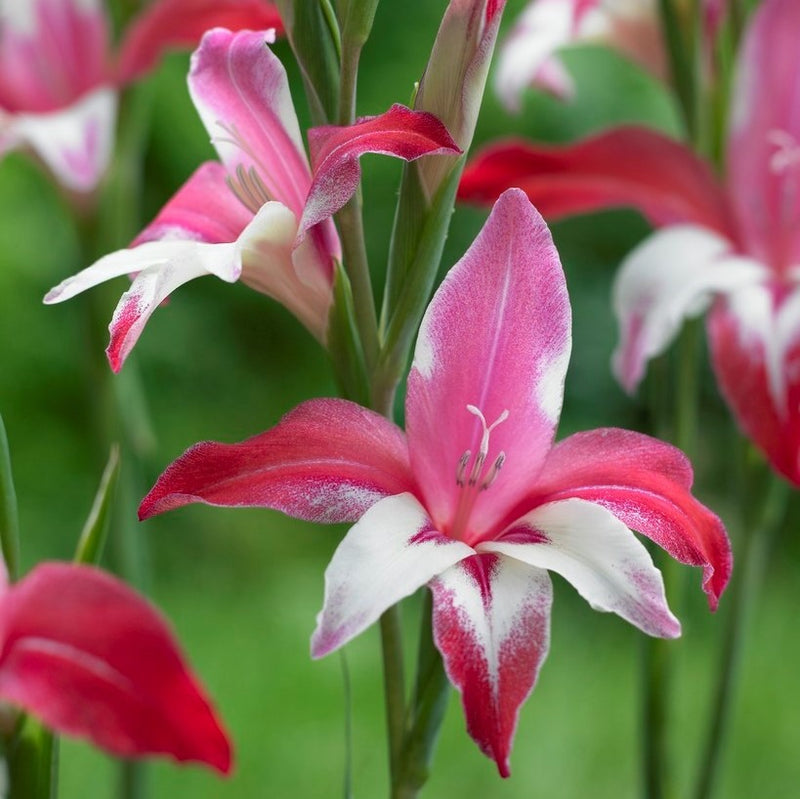Dwarf pink hardy gladiolus