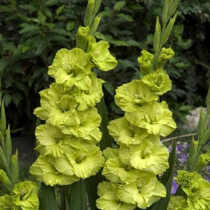 Green Star Lime Green Gladiolus 