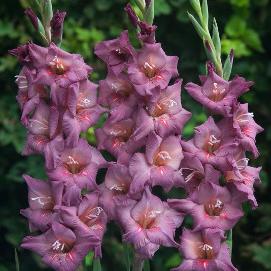 Mauve Purple Gladiolus Gwyneth