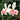 gladiolus prins claus flowers