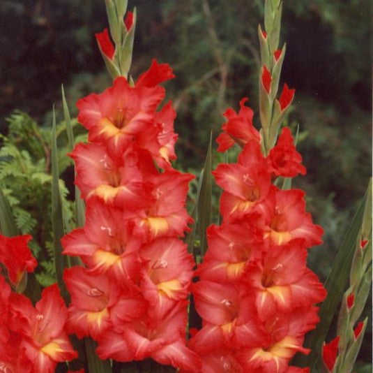 Red Blooming Gladiolus Nikita