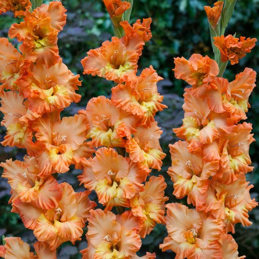 Coral-Orange Gladiolus Princess Frizzle