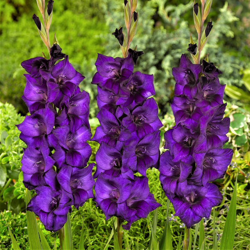 Violet Gladiolus Multiple Blooms