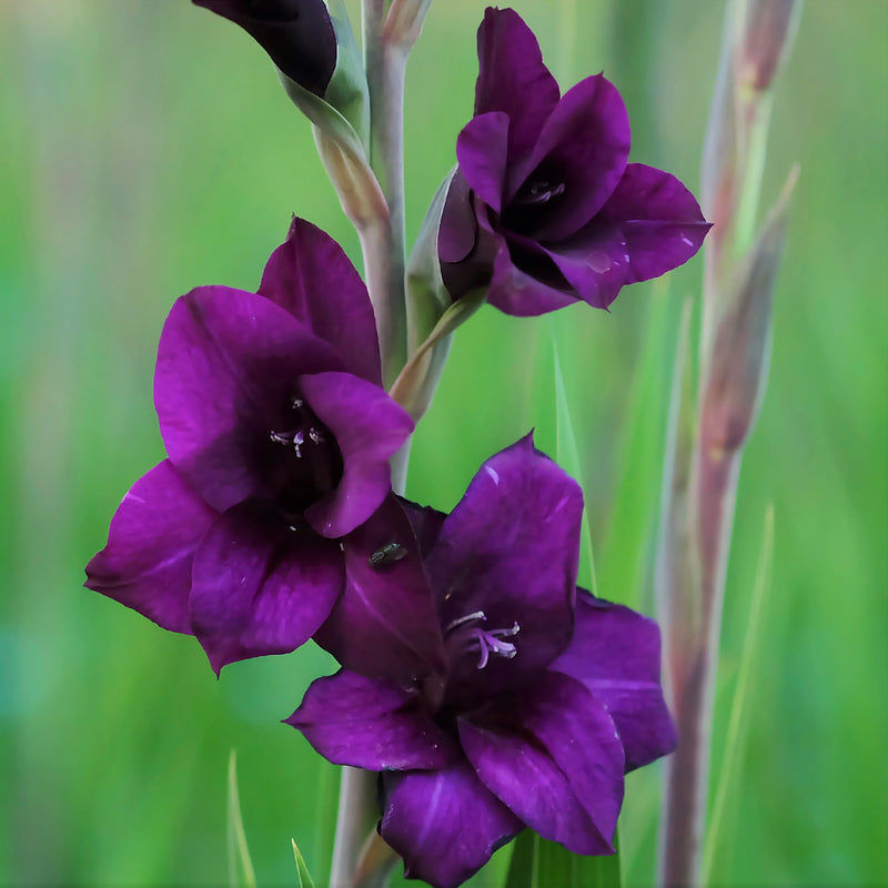 Purple Flora Gladiolus Close Up