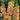 Shooter Gladiolus Yellow Fuchsia 