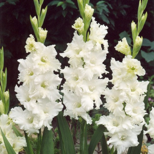 White Gladiolus Snowy Ruffle