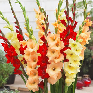 Beautiful Red, Peach, and Yellow Gladiolus