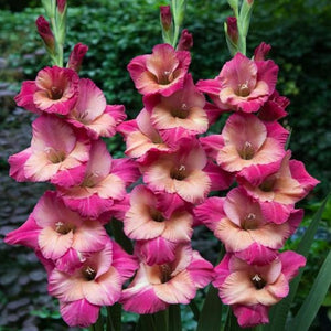 Gladiolus Bulbs Teds Favorite