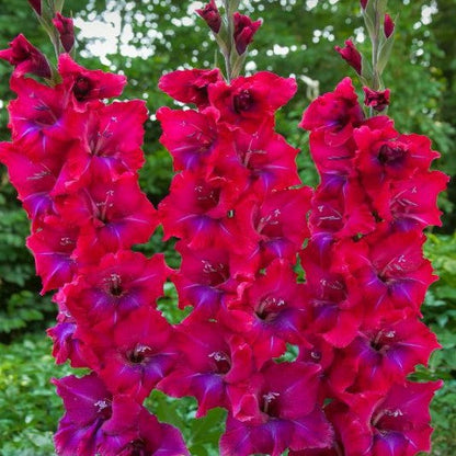 Magenta & Violet Gladiolus Union Jack