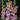 Yellow & Purple Gladiolus Viola