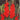Vuelta Red Blossom Gladiolus