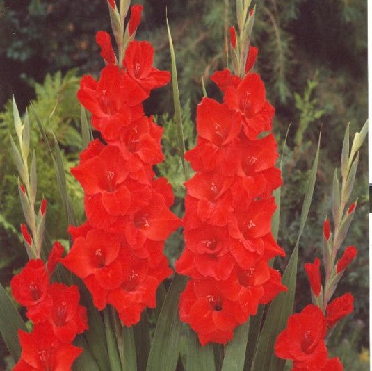 Vuelta Red Blossom Gladiolus