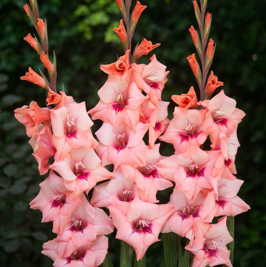 Light Coral Pink and Purple Gladiolus Whitney