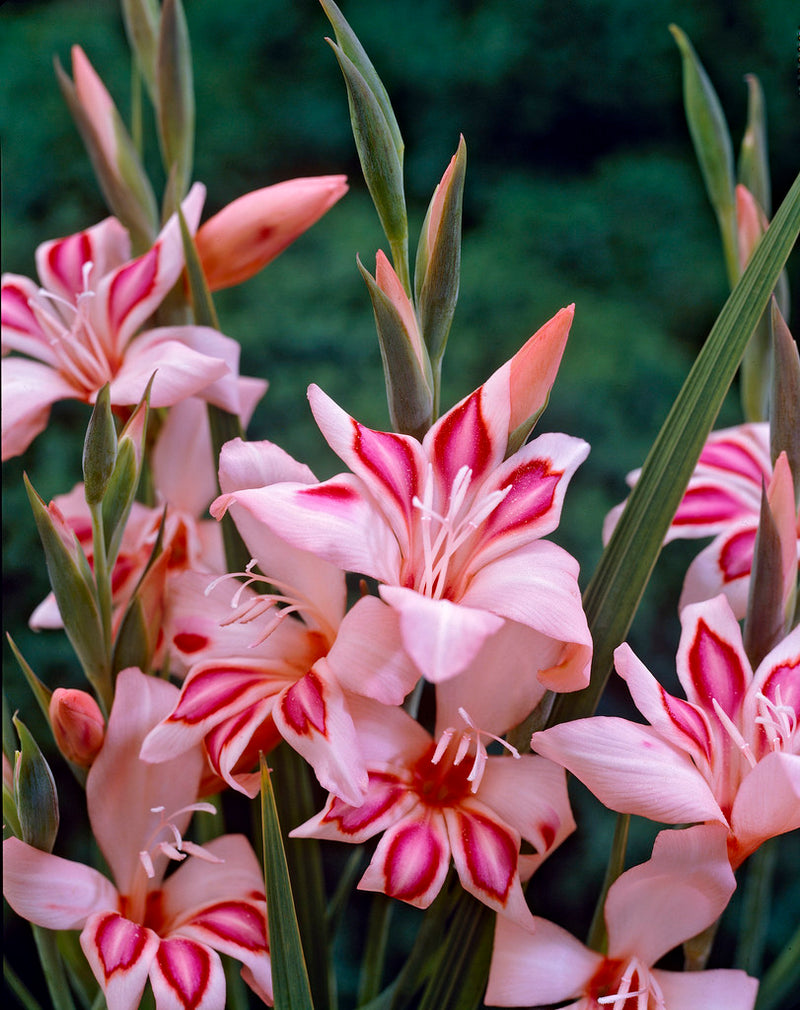Pink Hardy Gladiolus Impressive Flowers