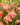 Salmon Pink Hardy Gladiolus Flowers