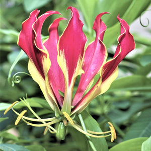 Gloriosa Lily for sale