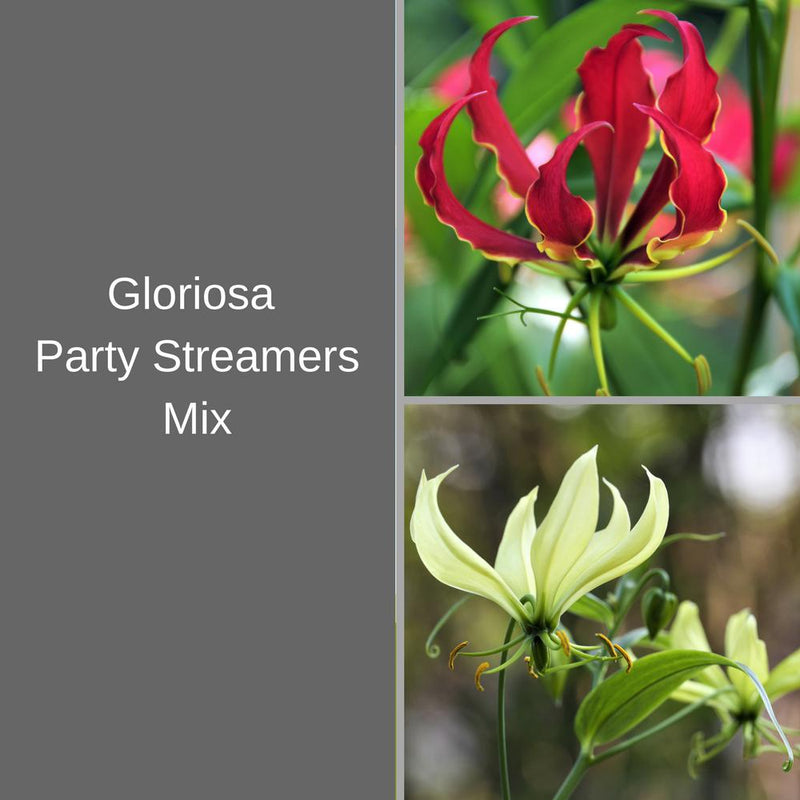 Red and Yellow Gloriosa Lilies for Sale