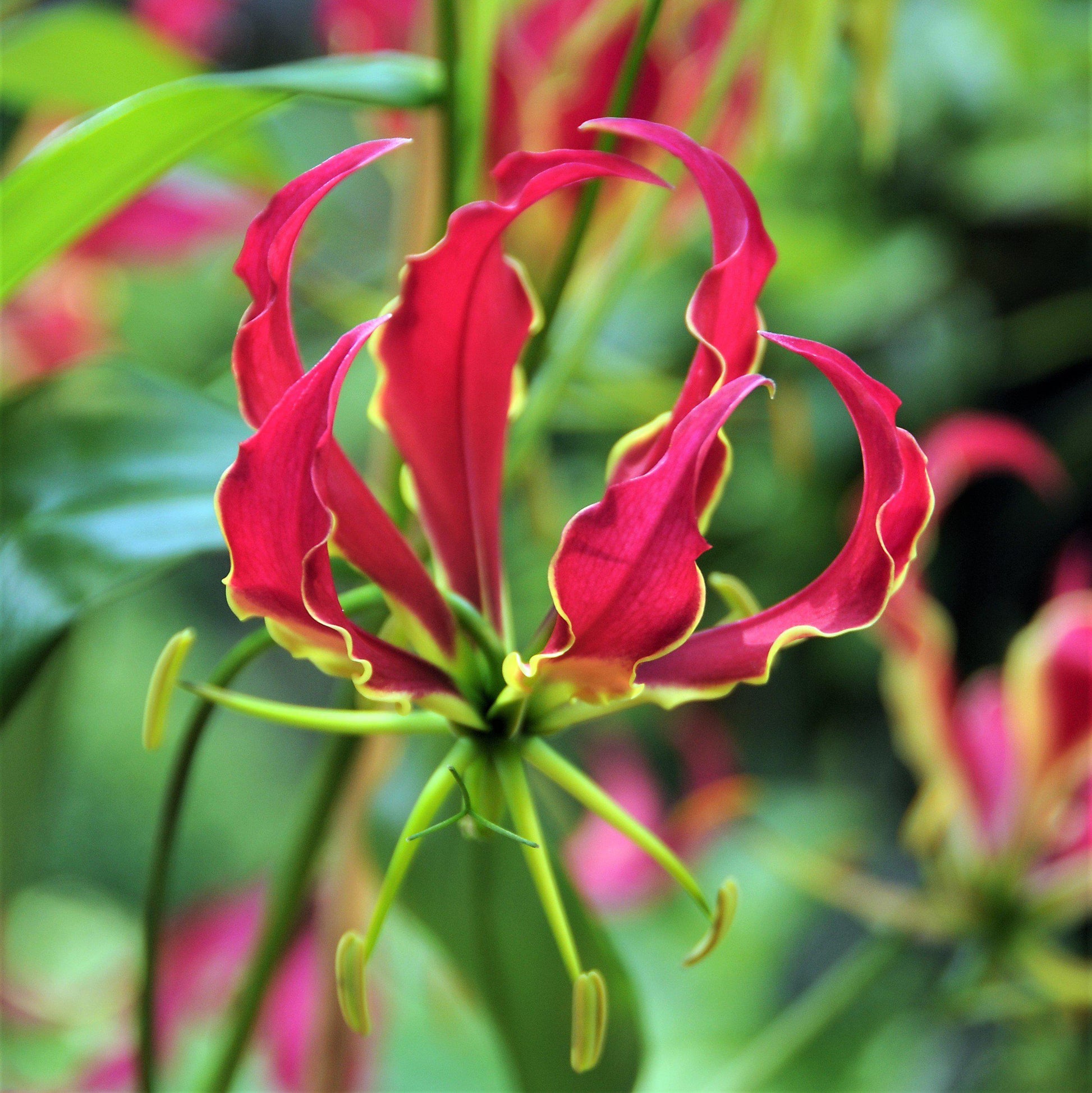 rhodesian flame lily flower Bi-Color Red & Yellow Glory Lily Bulbs For Sale