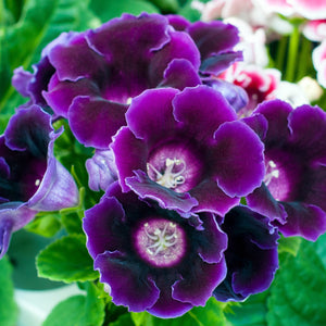 purple gloxinia flowers