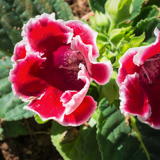 Red flowers with white edge - Gloxinia Kaiser Friedrich