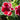Red flowers with white edge - Gloxinia Kaiser Friedrich