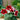 Red flowers with white edge - Gloxinia Kaiser Friedrich