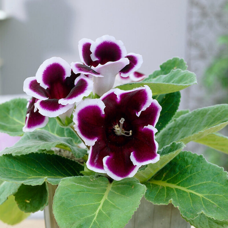 Dark purple blooms with white edges - Gloxinia Kaiser Wilhelm