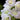 white gloxinia blooms