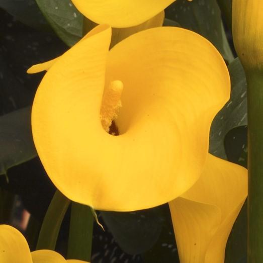 Yellow Calla Lily Flowers