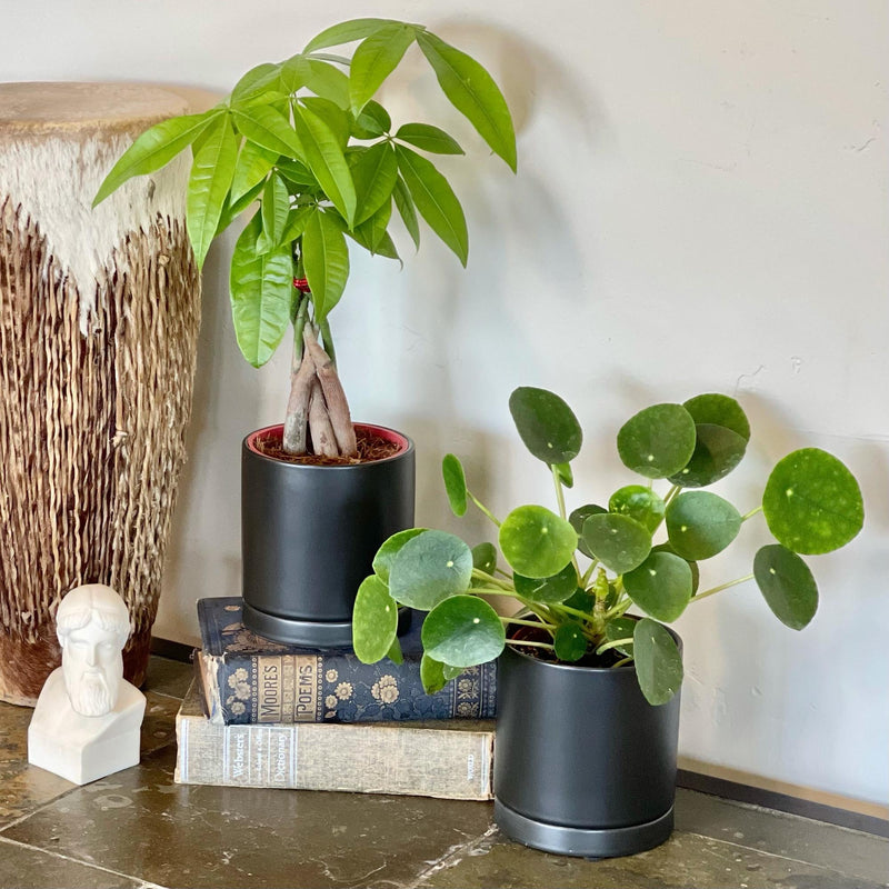 braided money tree and chinese money plant in black pots