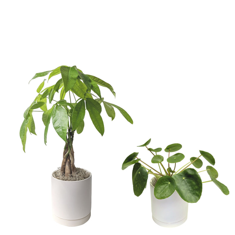 Good Vibes Houseplant Collection