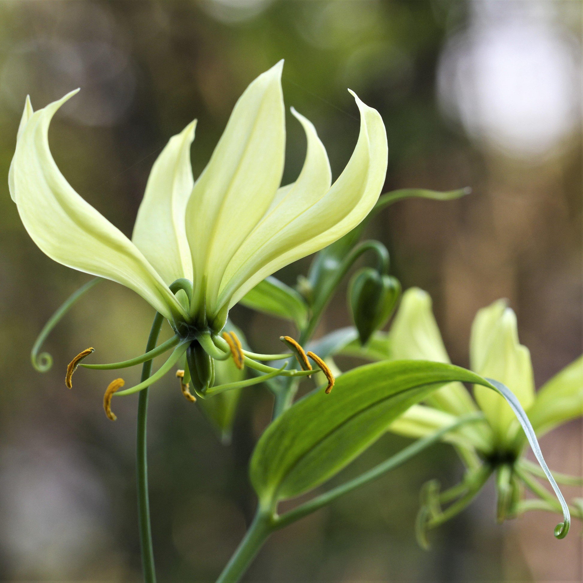 white gloriosa lily Easy to Grow Bulbs Gloriosa