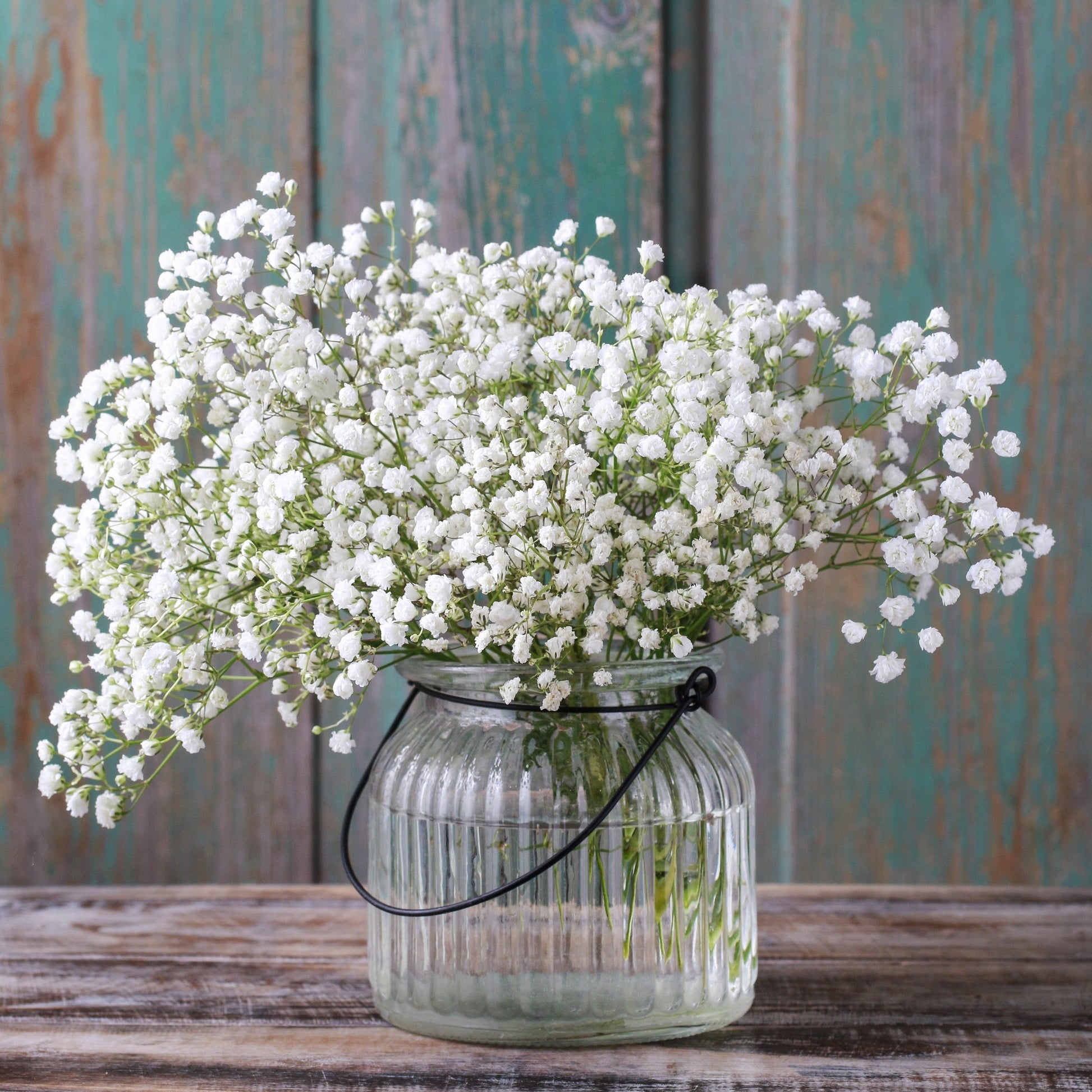 gypsophila potted plant Gypsophila