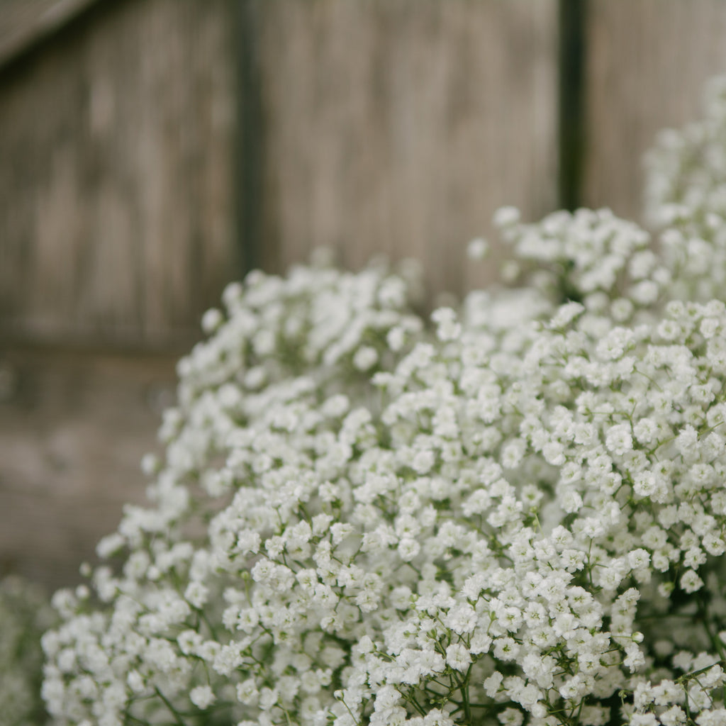 Gypsophila Paniculata Plants for Sale  Baby's Breath White – Easy To Grow  Bulbs