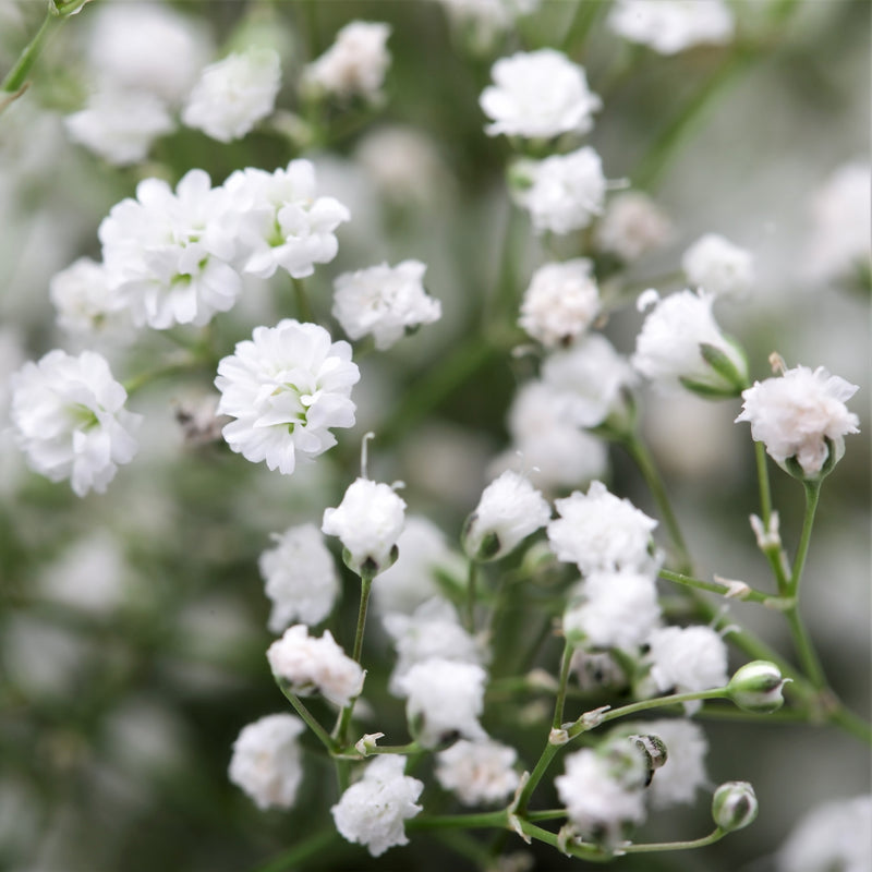 Delicate White Blossoms of Gypsophila Paniculata