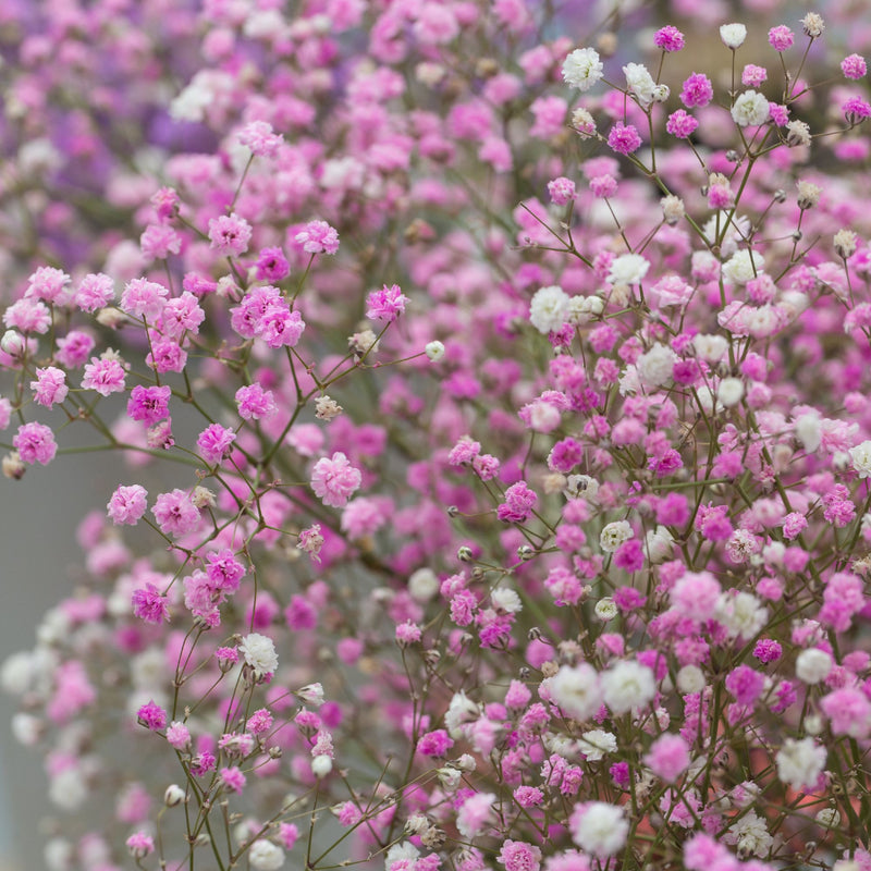 delicate pink blossoms baby's breath