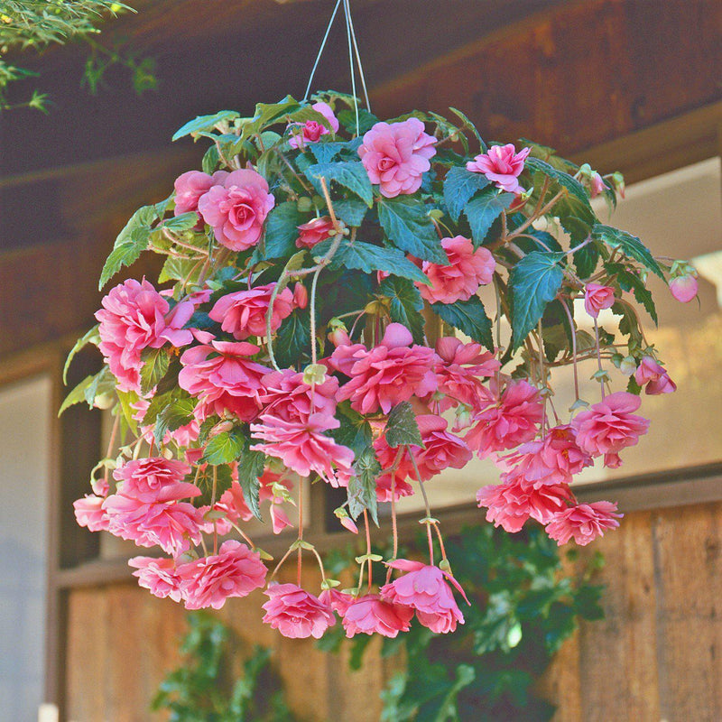 Hanging Basket Pink Profusion Begonia Blooms