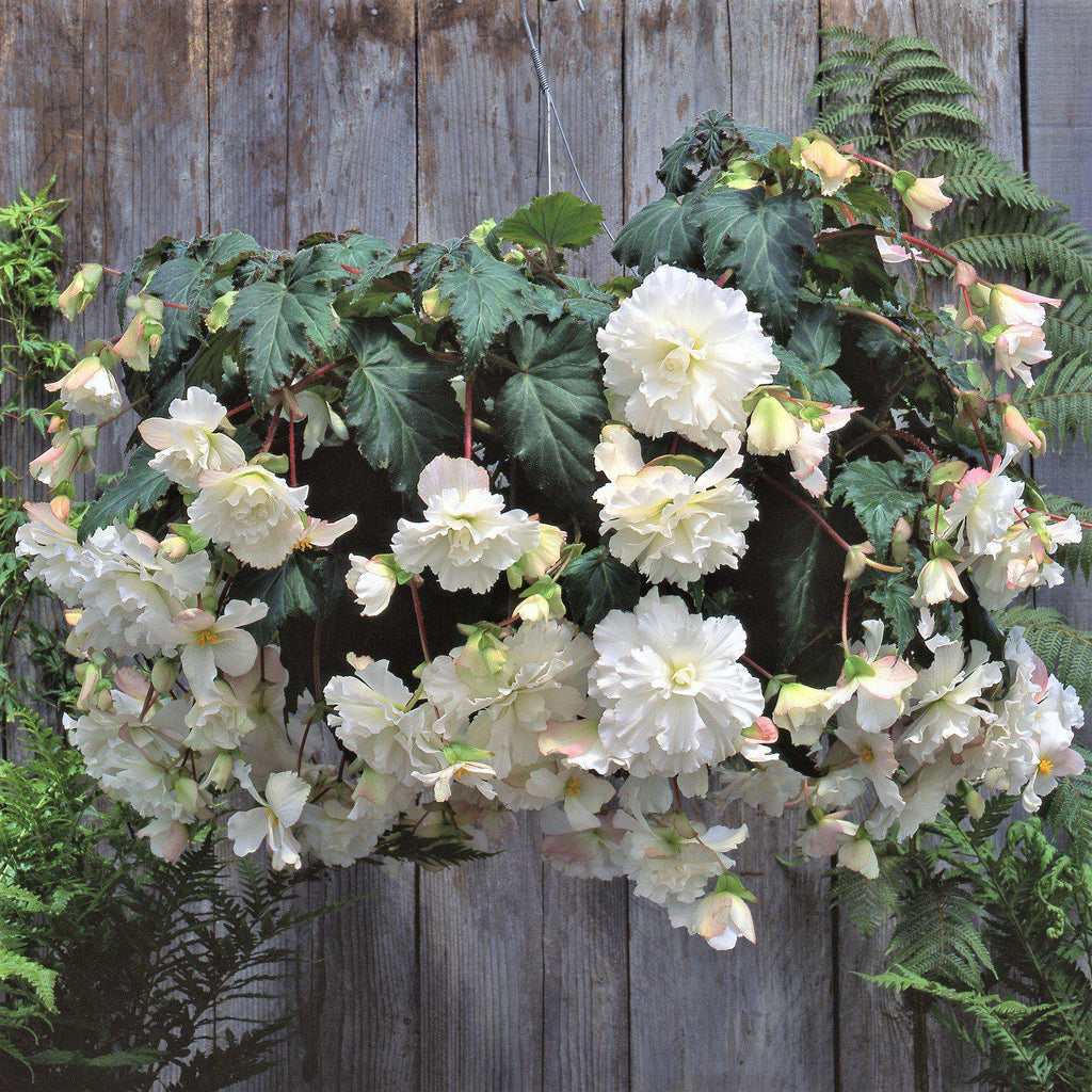 Begonia Simple Begonia Bulbs for Sale – Easy To Grow Bulbs