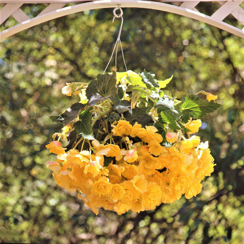 Hanging Basket Sunny Day Begonias