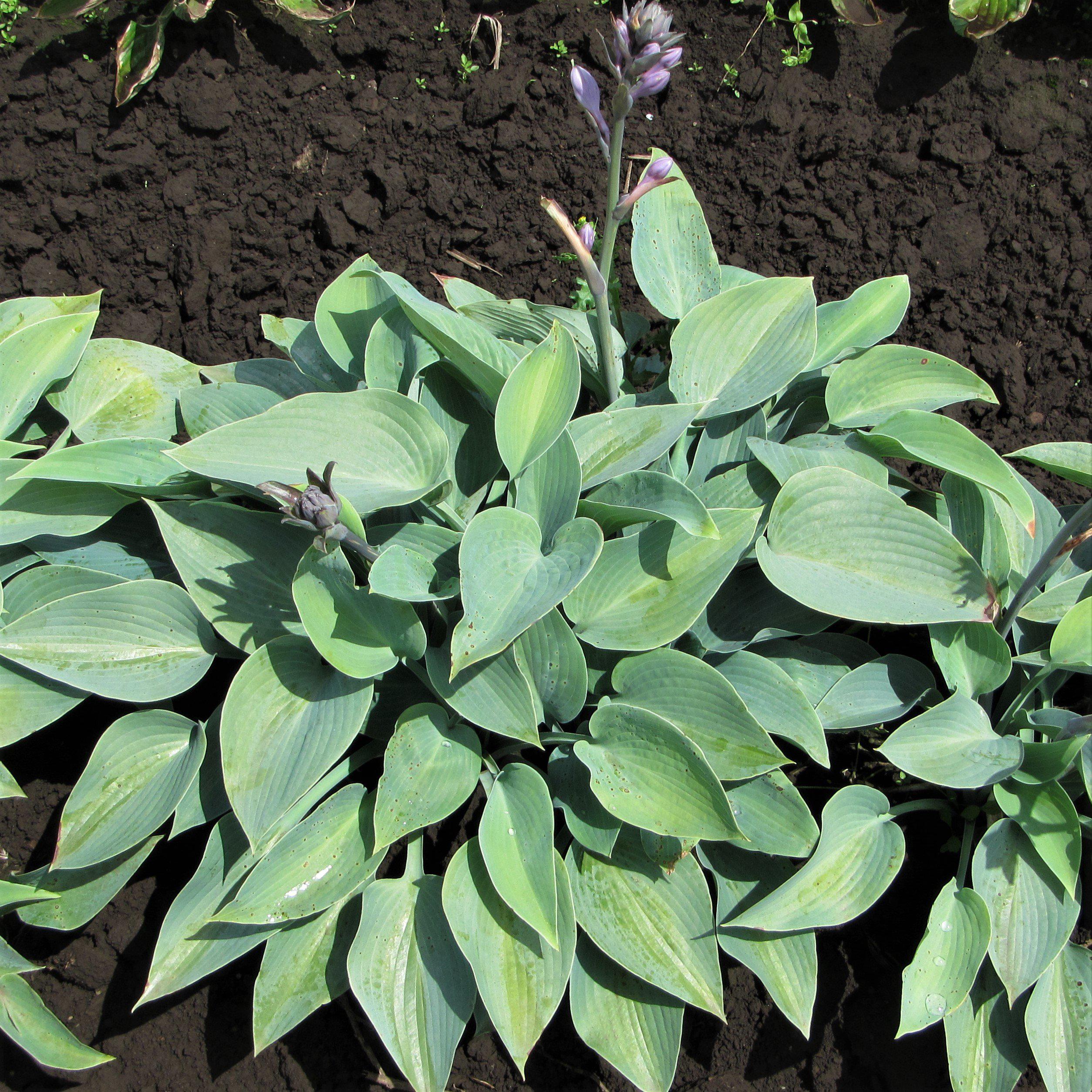 Hosta - Halcyon - Thumbnail 3