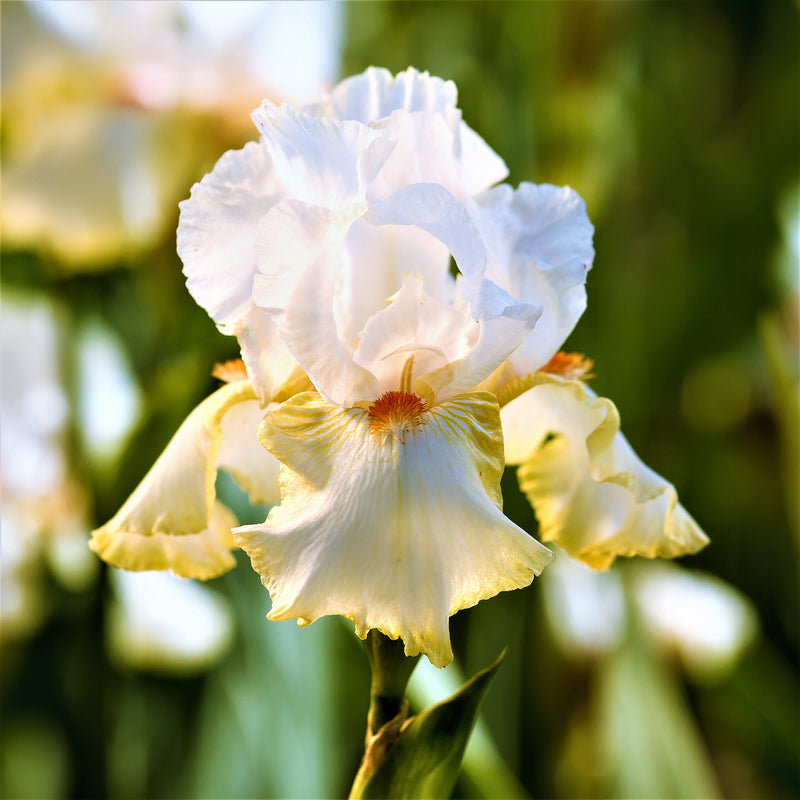 Bearded Iris - Califlora Colorful Crop Mix (Reblooming)