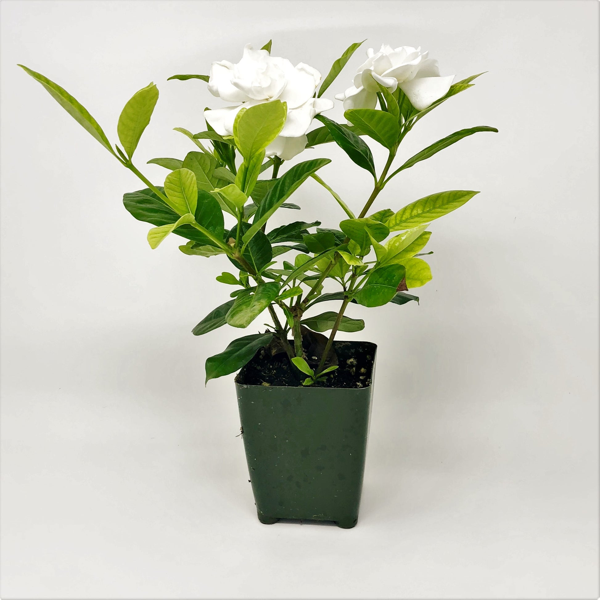 can you plant a gardenia bush in a pot 2 Pack Gardenia Cold Hardy Shrub in Quart Pots – Easy To Grow Bulbs