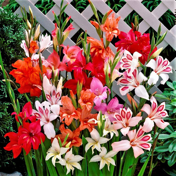 Gladiolus Easy To Grow Bulbs